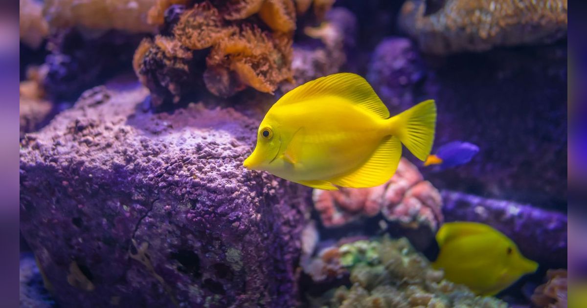 30 Kata-Kata Lucu tentang Ikan yang Unik dan Menghibur, Bikin Suasana Hidup dengan Gelak Tawa