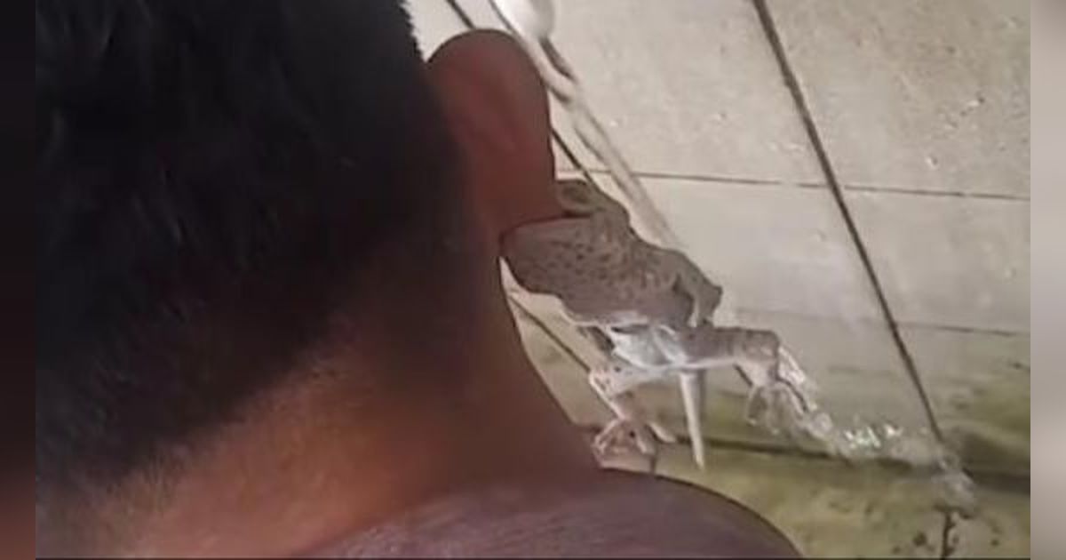 Apes Bener! Mau Ambil Air Wudhu, Daun Telinga Siswa Ini Malah Jadi Tempat Ayunan Tokek, Digigit Sampai Susah Lepas