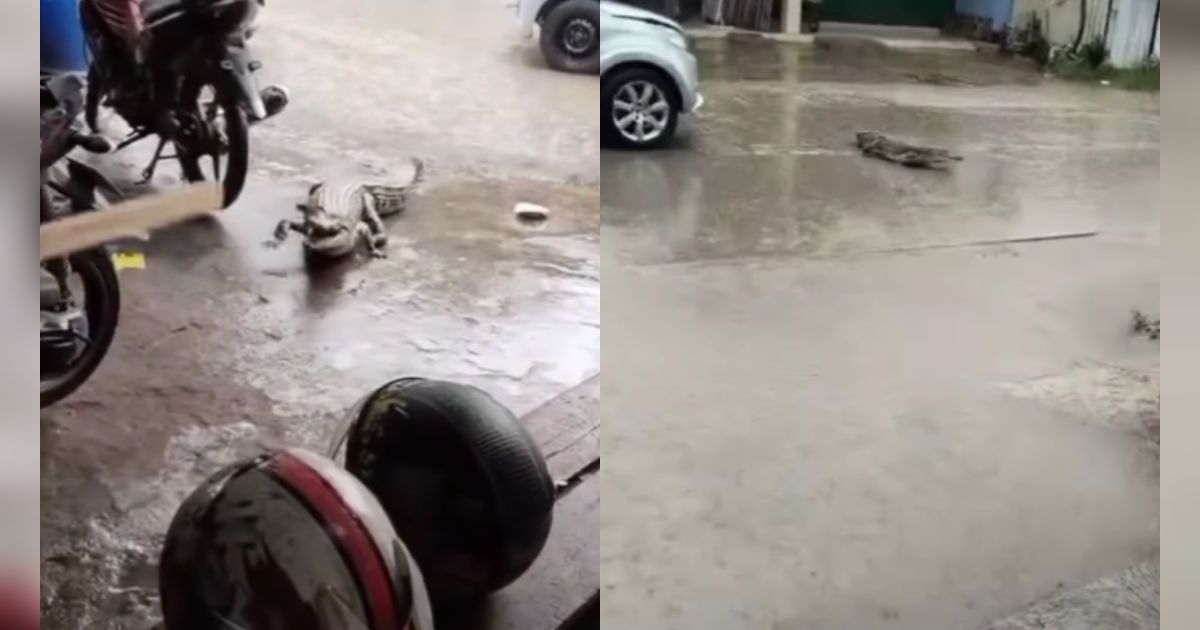Bengkel Kedatangan Buaya yang Ikut Neduh Saat Hujan, Pemilik Panik Lari Ketakutan