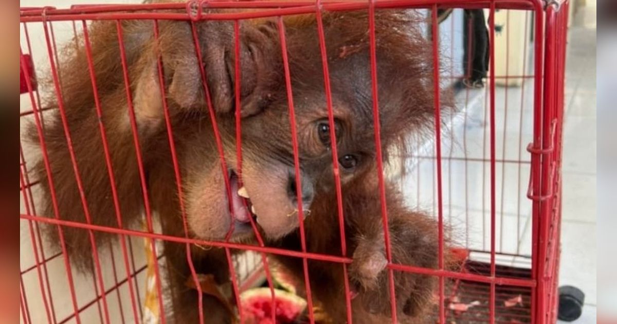 Kasihan, Orang Utan di Aceh Disembunyikan dalam Tas untuk Dijual