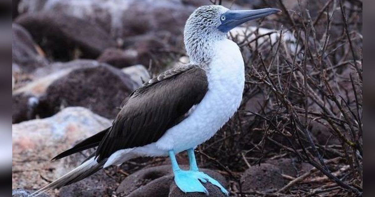 Tidak Seperti Burung Biasanya, Inilah 15 Burung yang Bertelur dengan Warna Biru