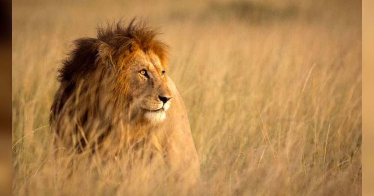 Sangat Mematikan, Inilah Serangan Singa Paling Berbahaya dalam Sejarah