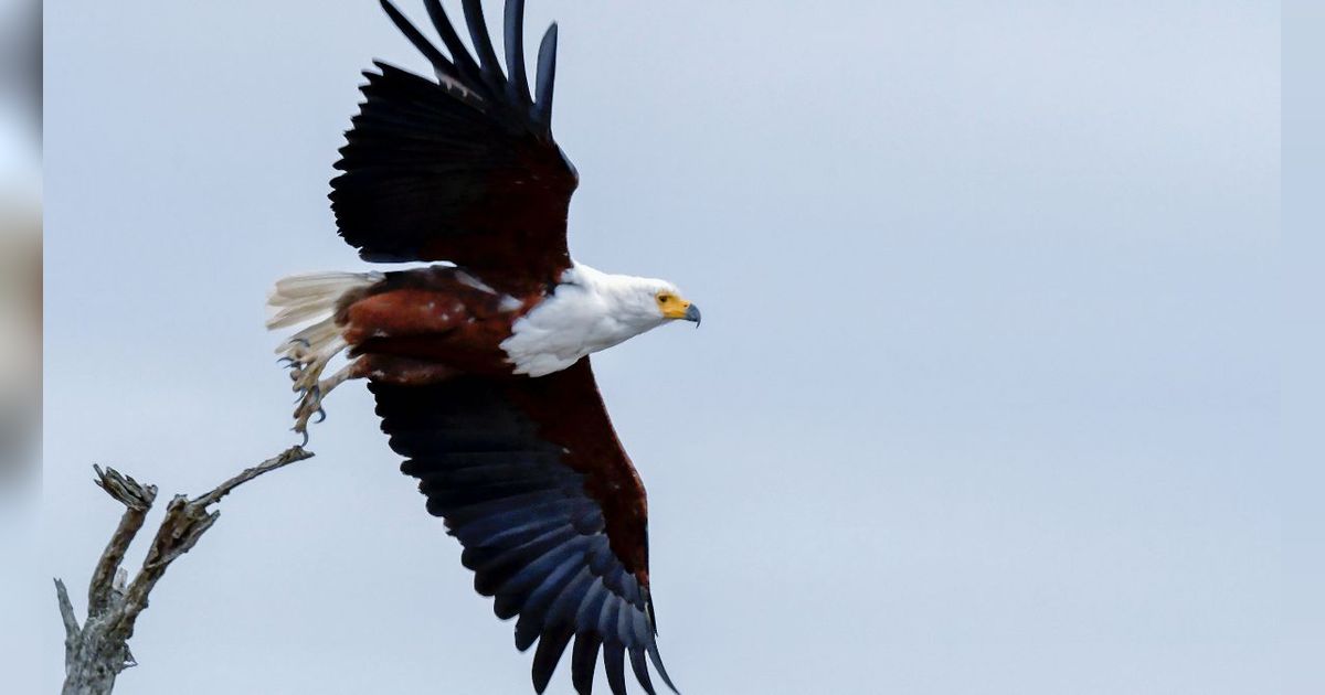 Jangan Anggap Remeh, Inilah 7 Burung Paling Berbahaya dan Mematikan di Dunia