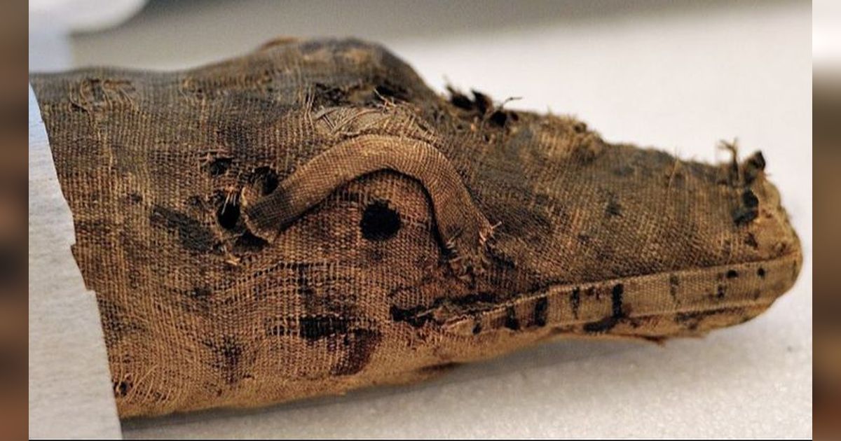 Peneliti Memindai Mumi Buaya Berusia 3.000 Tahun, Benda Mengejutkan Ditemukan di Perutnya