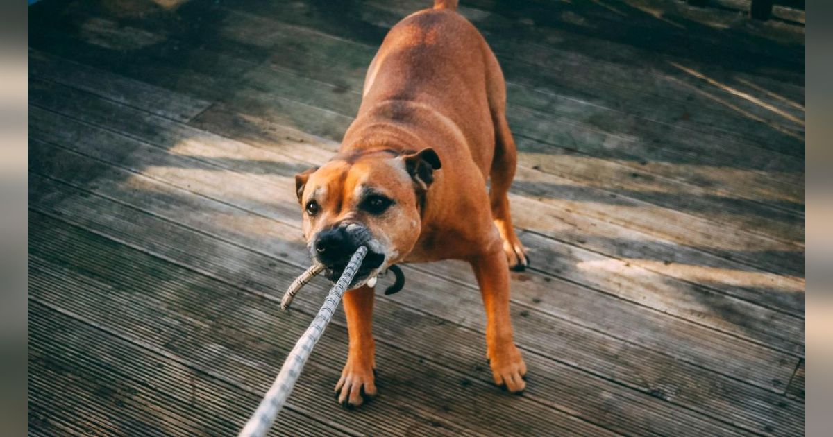 Doa saat Bertemu Anjing Galak dan Tips Menghadapinya agar Tetap Aman