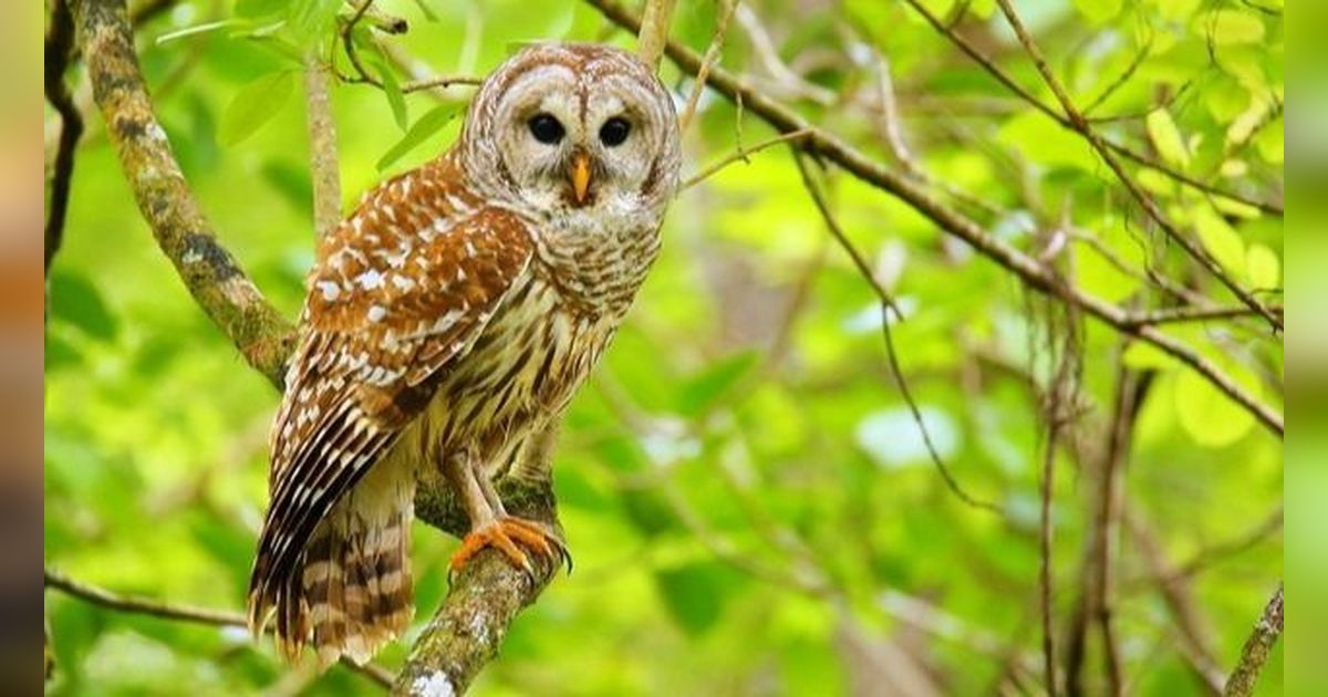 Hampir Setengah Juta Burung Hantu 'Imut' di AS akan Dibunuh, Ini Alasannya