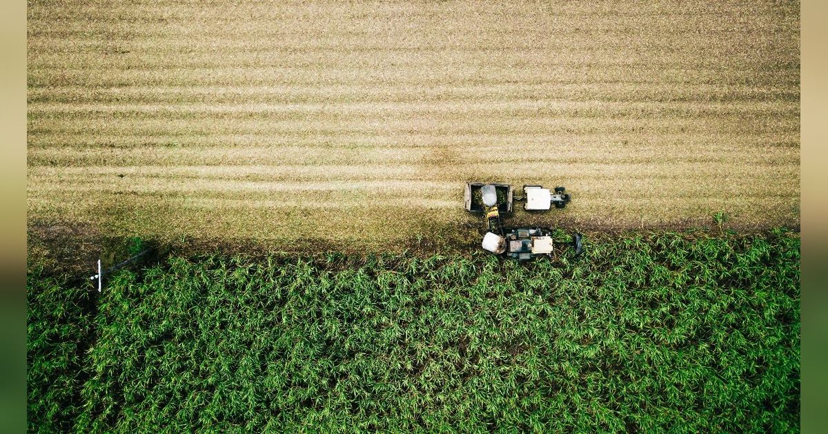 6 Manfaat Tebu Hitam untuk Kesehatan, Cegah Infeksi Bakteri