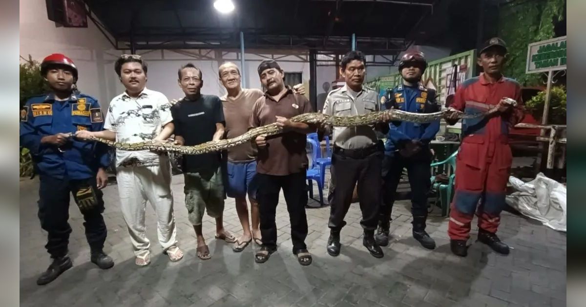Geger Warga Bekasi Temukan Ular Sanca, Ada 30 Telur di Sarangnya