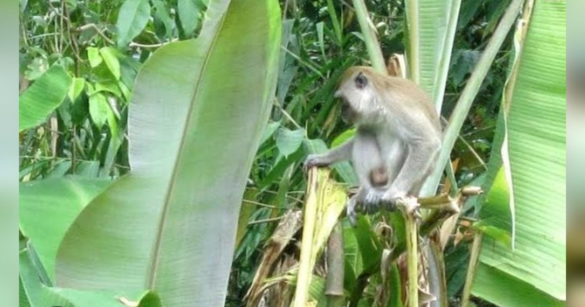 Ratusan Monyet Kelaparan Turun Bukit Serbu Lahan, Warga Tasikmalaya Gagal Panen