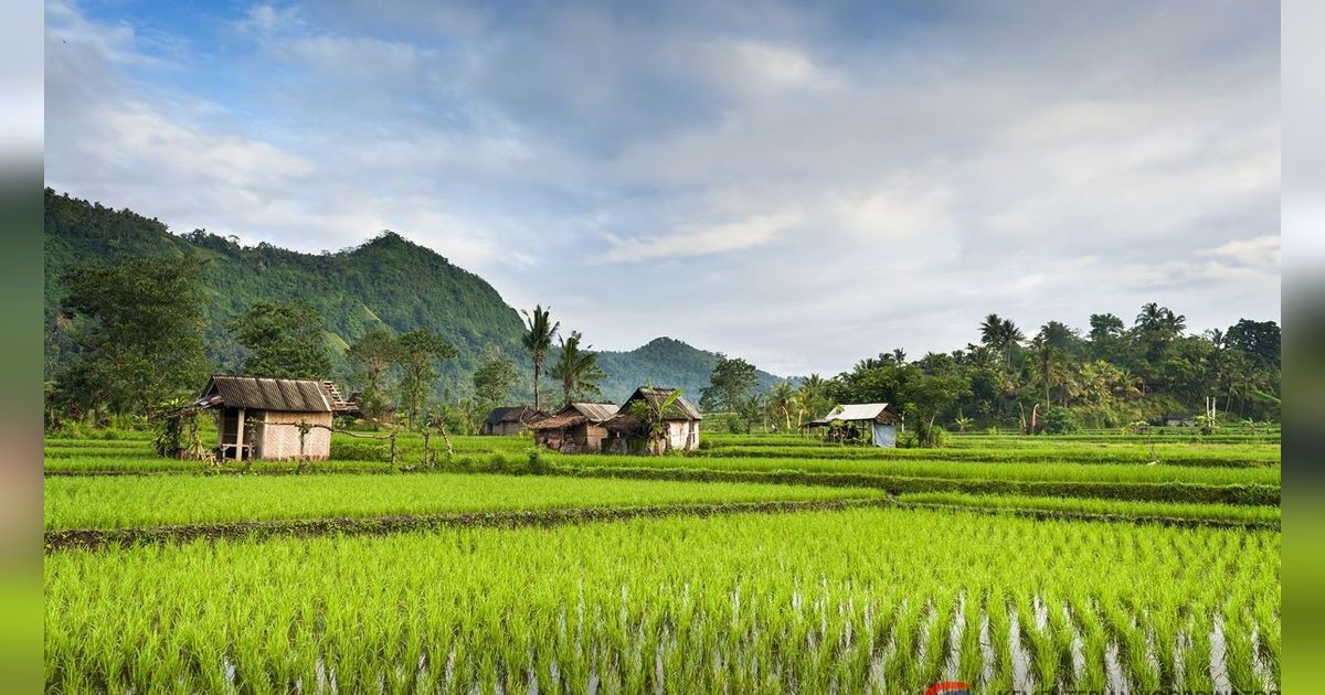 Potret Rumah Unik di Atas Kolam Ikan Dikelilingi Hamparan Sawah, Suasananya Adem dan Asri