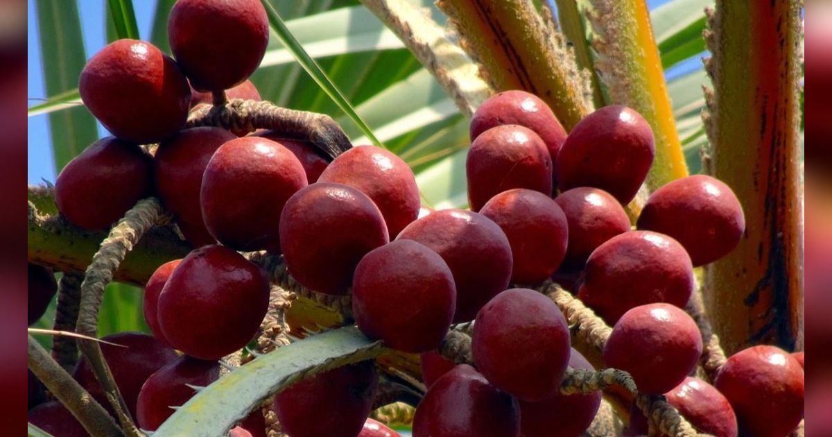 7 Manfaat Buah Zuriat untuk Promil, Bantu Tingkatkan Kualitas Sel Telur