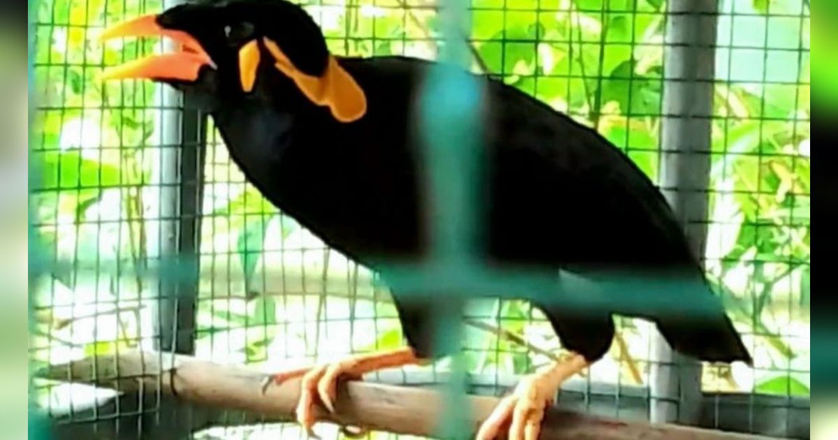 Burung Beo Simeulue, Si Suara Merdu dari Pulau Sumatera yang Terancam Punah