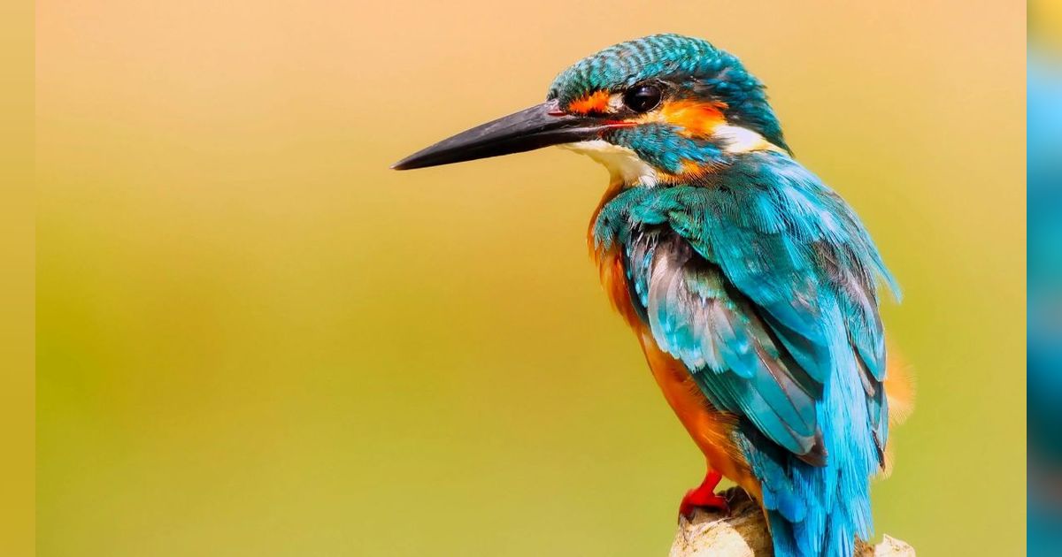 50 Kata Burung Lucu, Ungkapan Kebahagiaan pada Hewan Peliharaan Kesayangan