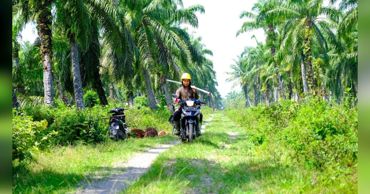 Ganti Nama, Badan Pengelola Dana Perkebunan Sawit Bakal Fokus Revitalisasi Semua Tanaman