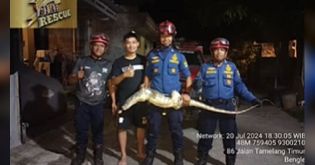 Momen Mendebarkan Petugas Damkar Evakuasi Biawak Sebesar Komodo di Rumah Warga, Ramai Pertanyaan Bayar atau Tidak?