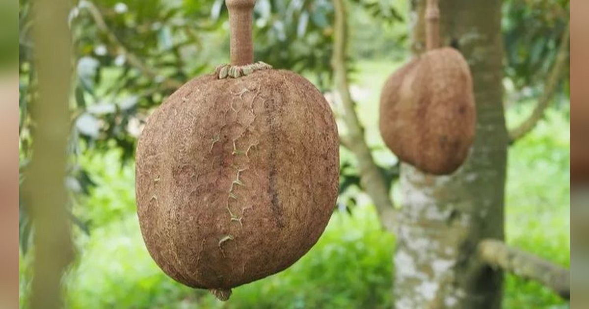 Viral Durian Gundul yang Bikin Heboh Warganet, Ternyata Ini Faktanya