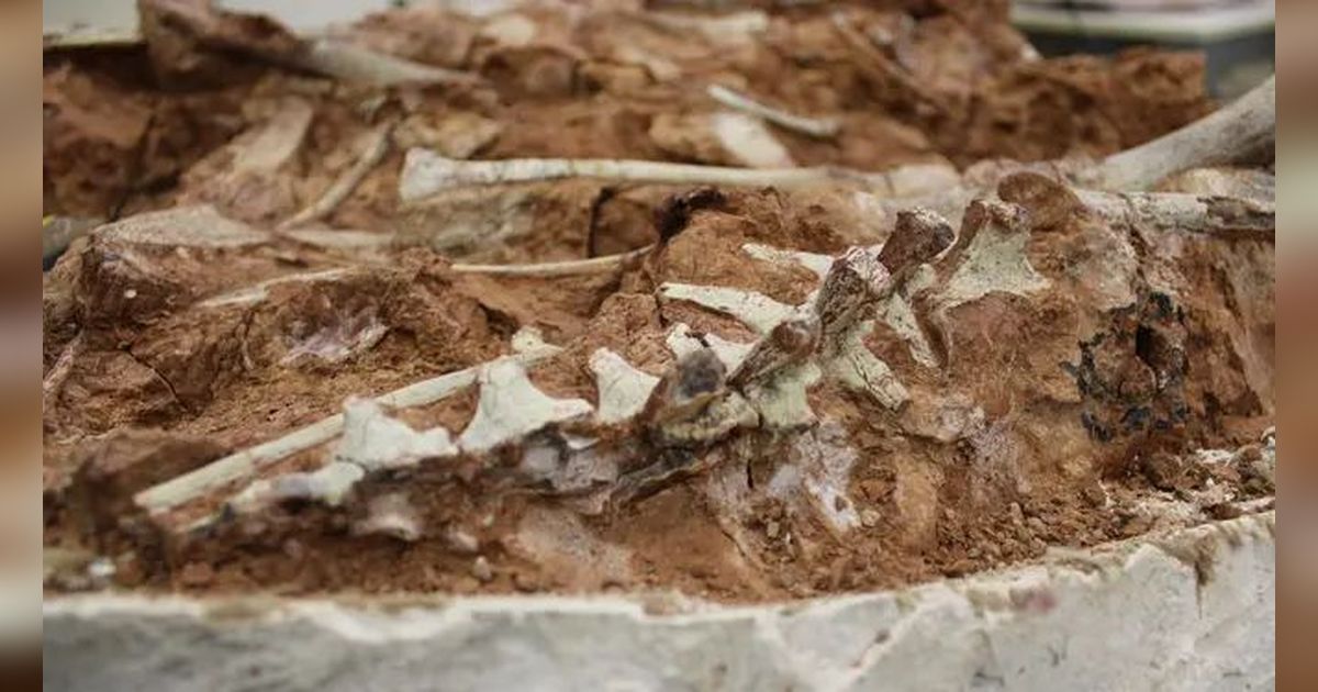 Fosil Dinosaurus Berusia 233 Juta Tahun Ditemukan Akibat Hujan Deras di Brazil