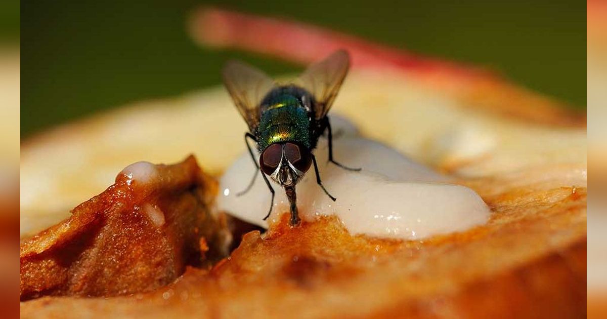 Penyakit yang Dapat Ditularkan Lalat dan Cara Mencegahnya