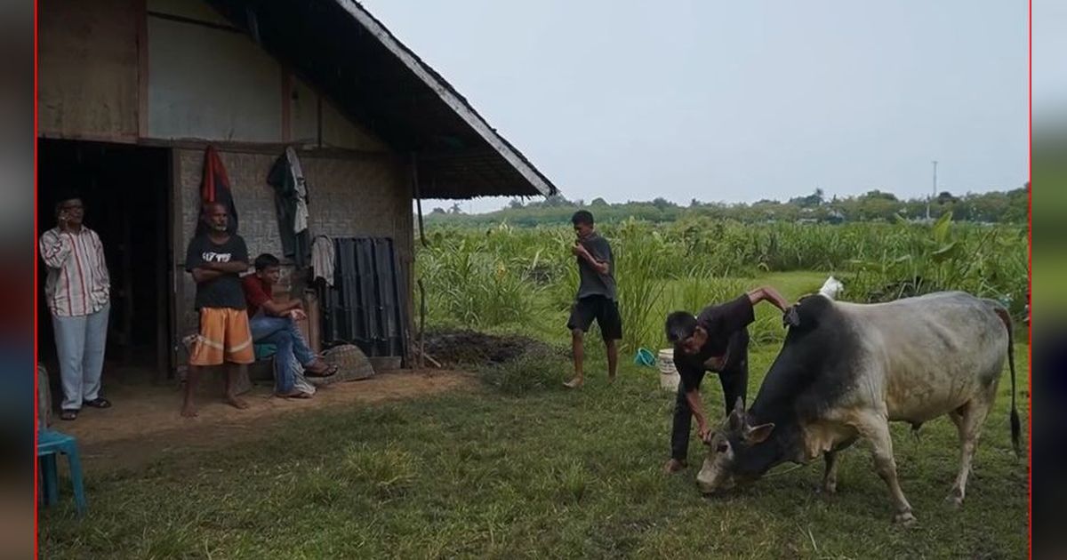 Mengenal Sistem Adat Mawah di Aceh, Akad Kerja Sama dalam Pengelolaan Lahan