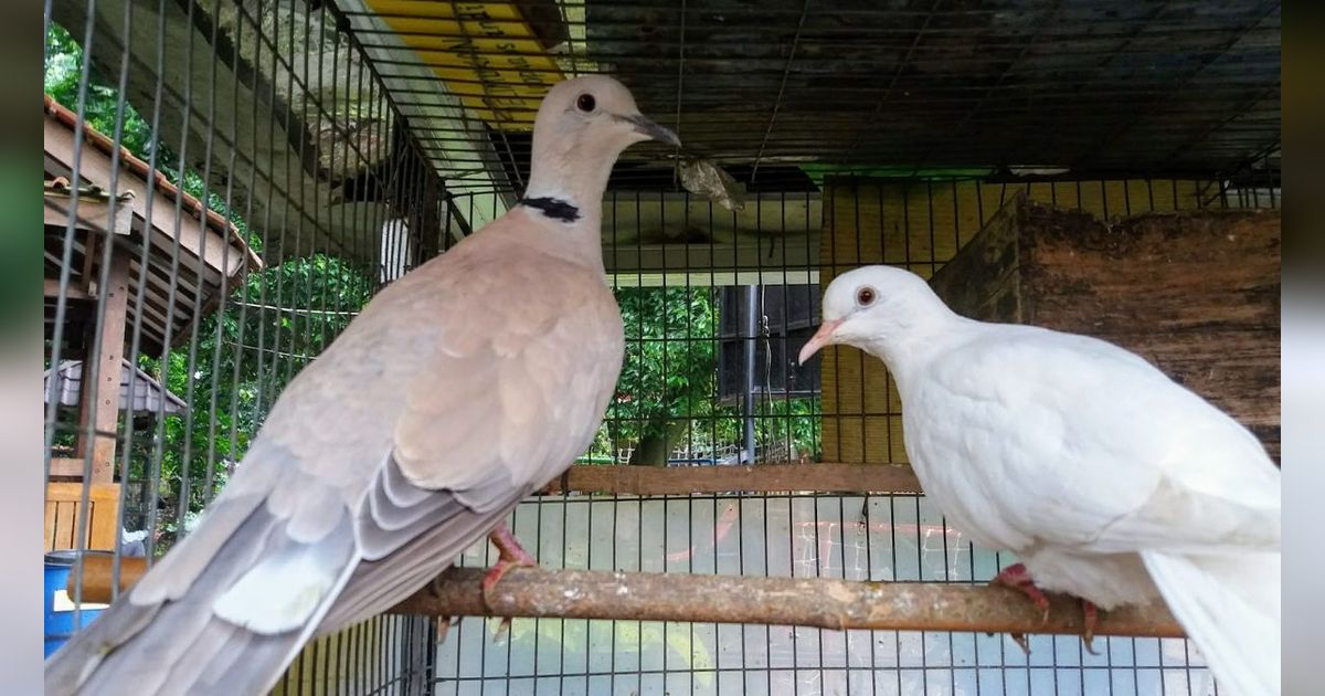 Mitos Burung Puter Coklat, Dianggap Pembawa Keberuntungan hingga Penolak Ilmu Hitam