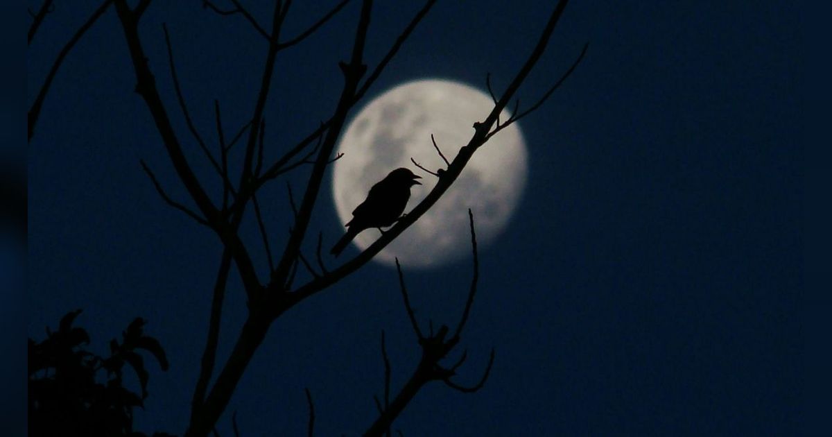 Doa saat Mendengar Suara Burung di Malam Hari agar Tetap Tenang dan Dilindungi Allah SWT