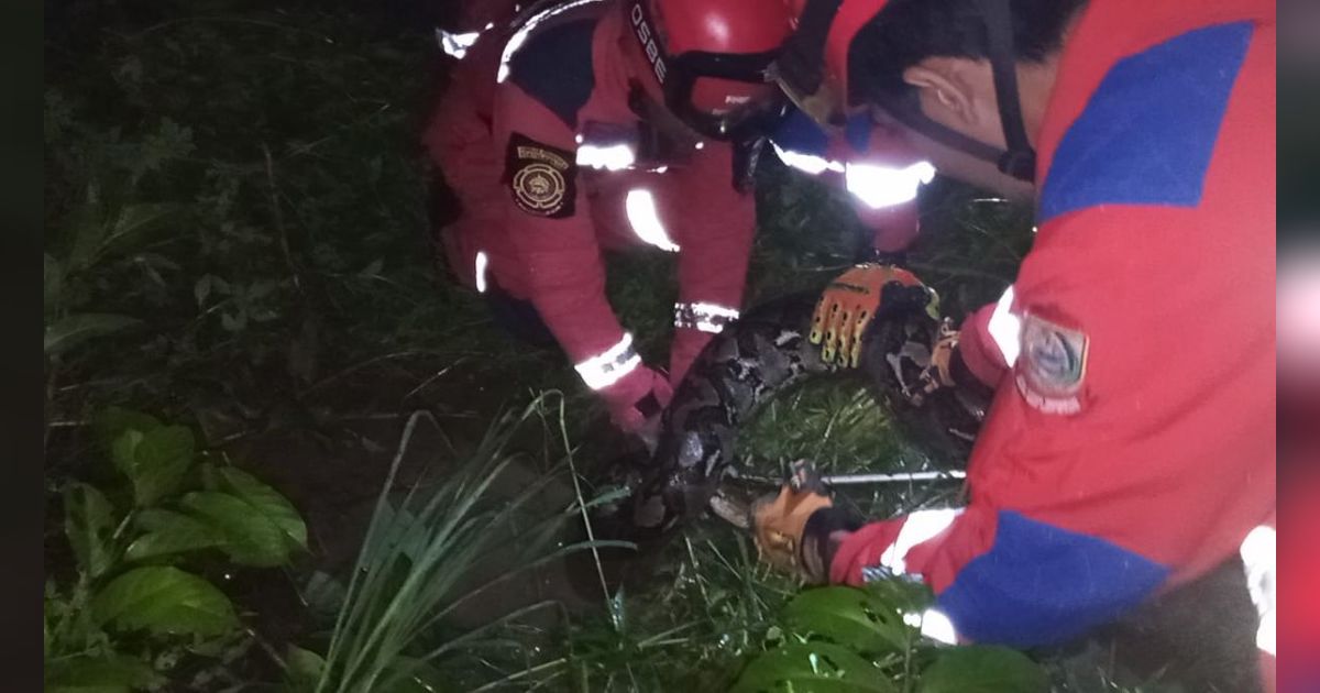 Pekerja Proyek Rumah Pompa Air di Makassar Temukan Ular Sanca dengan Kondisi Perut Membesar