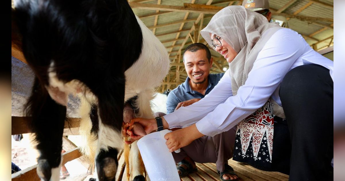 Dulunya Buruh Migran Taiwan, Pria Asal Banyuwangi Kini Sukses Jadi Bos Susu Kambing Beromzet Rp16 Juta Per Minggu