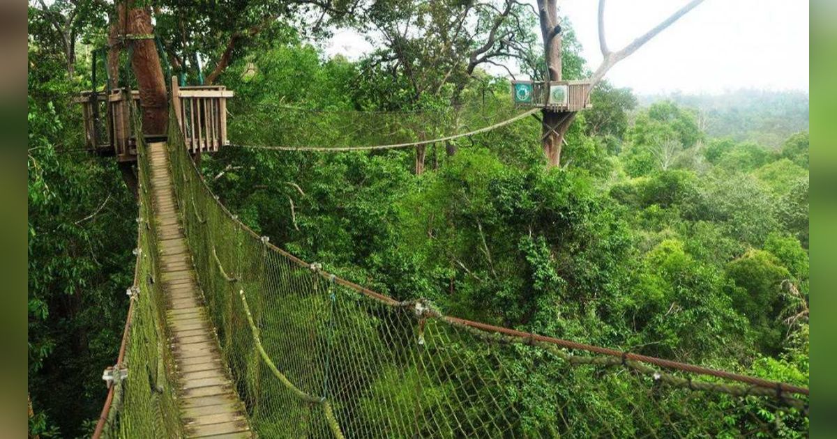 Bukit Bangkirai, Menjajal Sensasi Berpetualang di Konservasi Hutan Tropis Kalimantan Timur