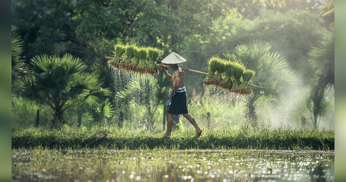 Cara Menghitung Zakat Padi Sawah, Umat Muslim Wajib Tahu