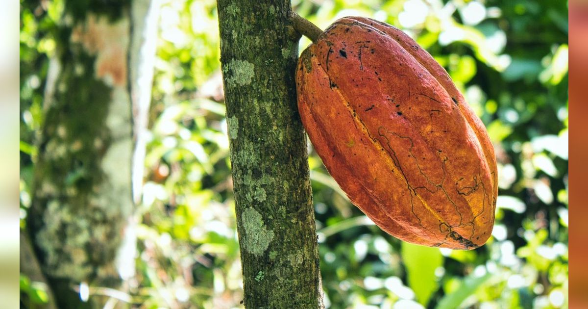 6 Manfaat Buah Kakao untuk Kecantikan, Bantu Cegah Jerawat