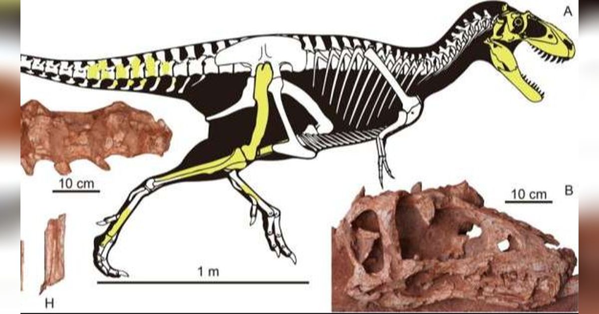 Ilmuwan Temukan Spesies Baru Dinosaurus yang Hidup 72 Juta Tahun Lalu, Panjangnya Sampai 4 Meter