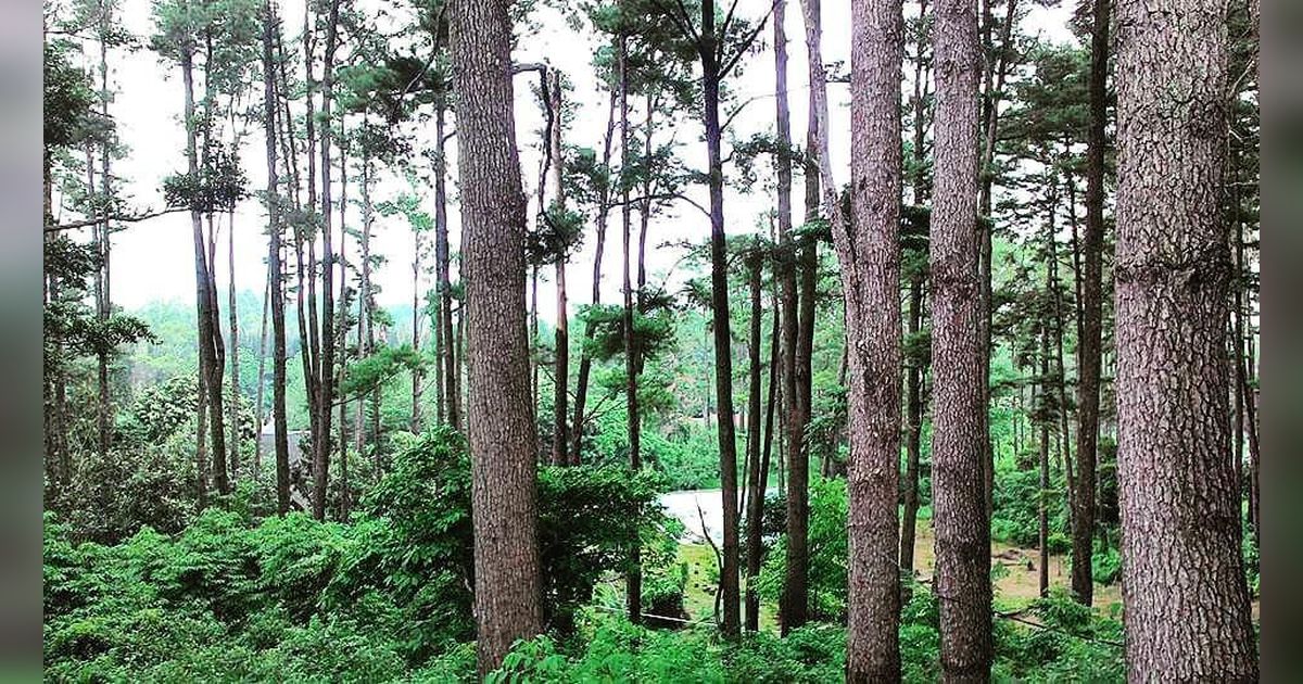 Berkunjung ke Tahura Pocut Meurah Intan, Suguhkan Objek Wisata Menarik dan Kawasan Observasi