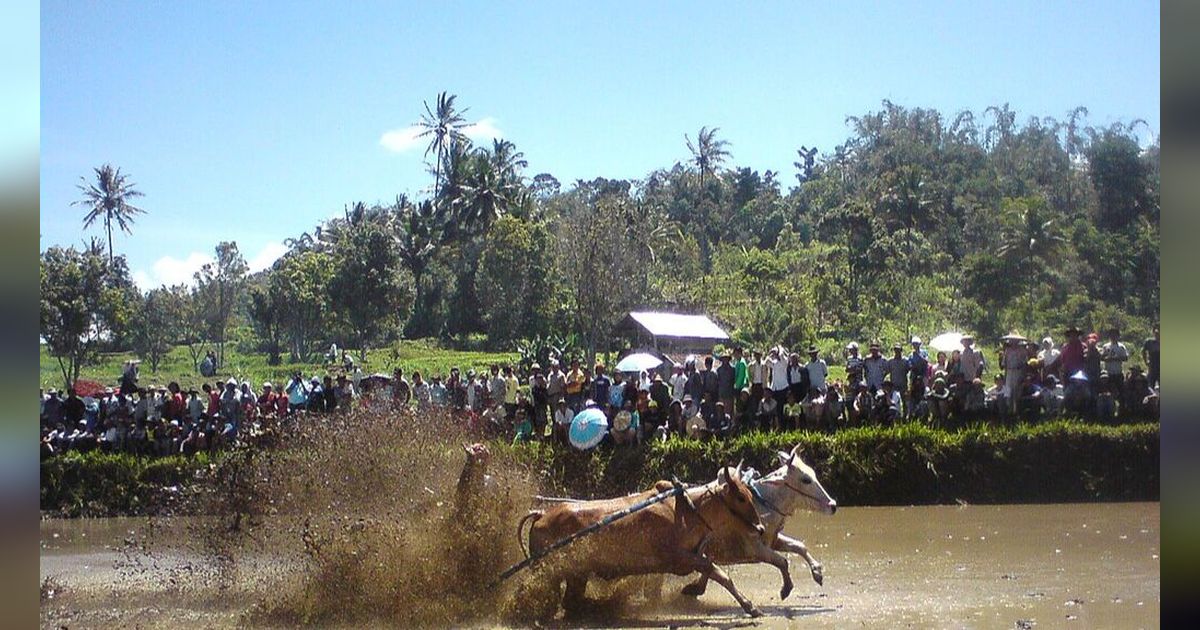 Filosofi Tersembunyi di Balik Pacu Jawi Khas Minang, Tak Hanya Sekedar Balapan Sapi