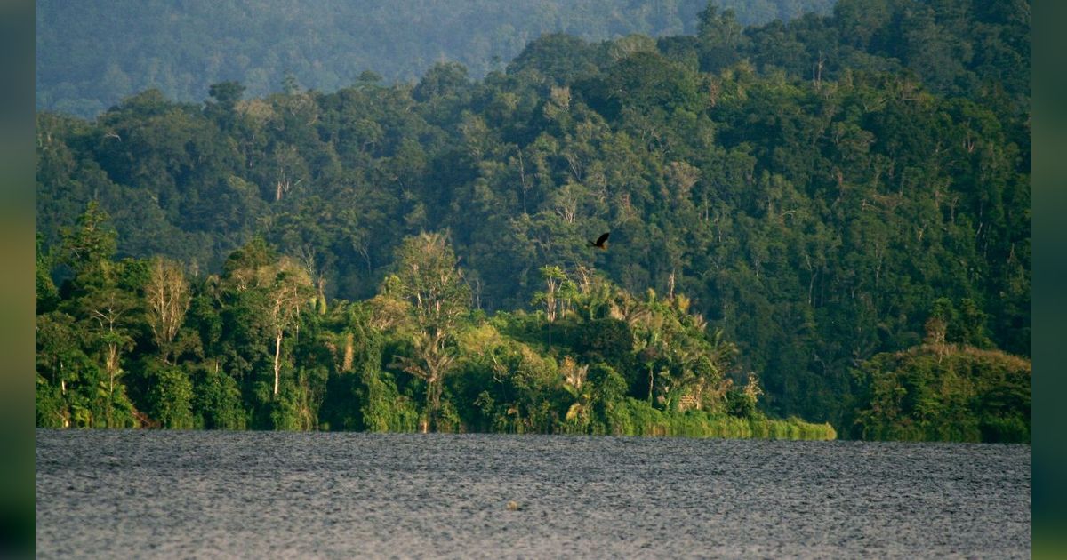 Fakta Menarik Taman Nasional Lore Lindu, Ladangnya Warisan Megalitikum hingga Kekayaan Flora Fauna Langka