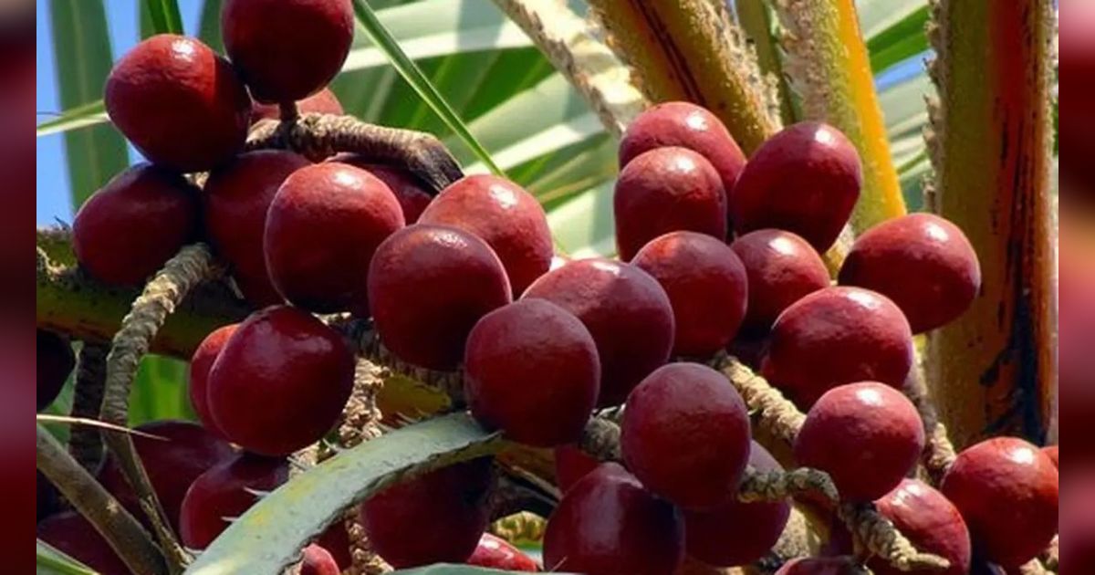 Rahasia Pohon Buah Zuriat, Ternyata Punya Manfaat Luar Biasa untuk Kesehatan