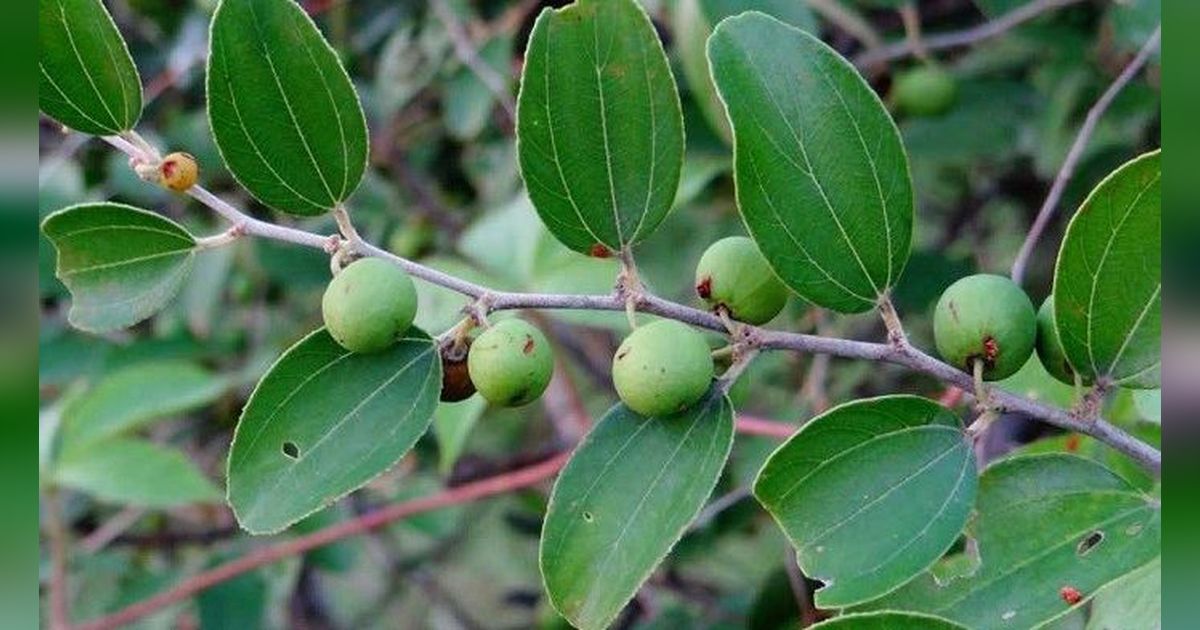 10 Manfaat Daun Bidara Ini Ternyata Berkhasiat untuk Kesehatan Jantung, Obat Sariawan hingga Kolesterol