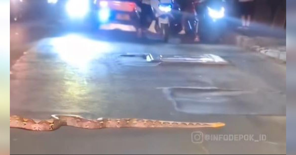 Merinding! Video Viral Ular Piton 3 Meter Santuy Menyeberang Jalan di Depok Sampai Bikin Macet