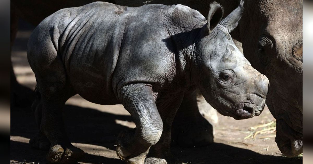 FOTO: Penampakan Menggemaskan Bayi Badak Putih Langka yang Lahir di Kebun Binatang Buin di Chile