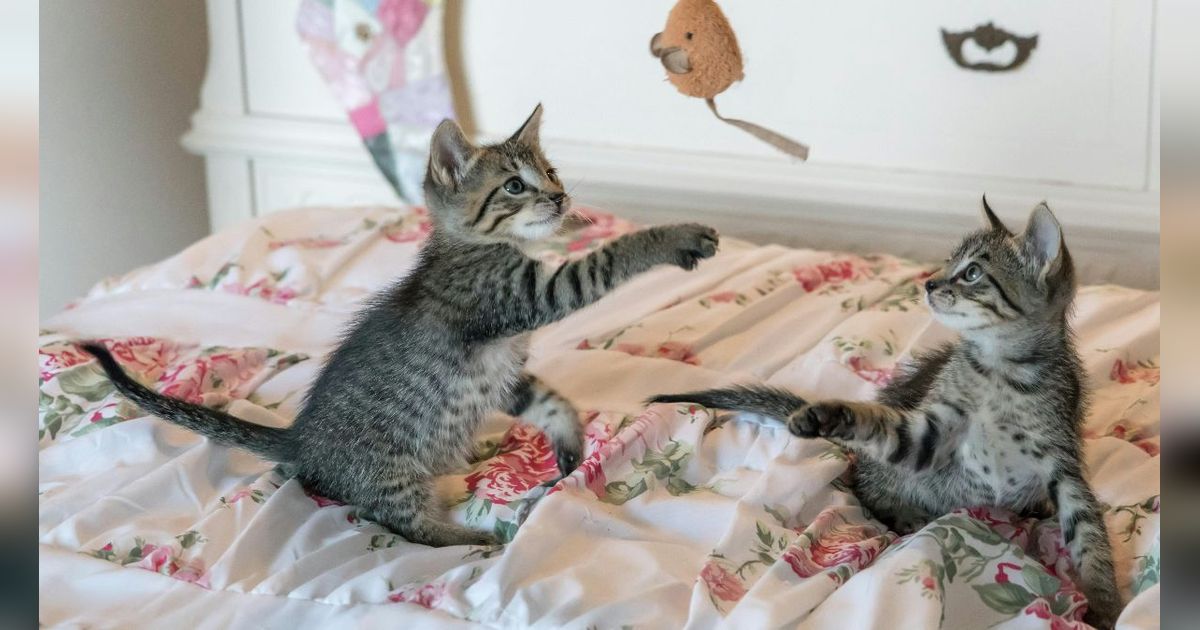 35 Kata-Kata tentang Kucing Lucu, Auto Bikin Harimu Makin Ceria