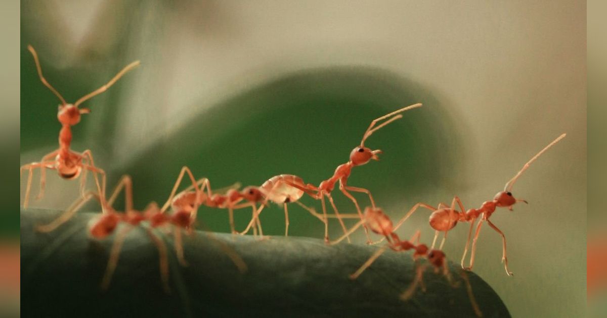 Penelitian Ungkap Canggihnya Dunia Medis Semut, Bak Manusia Lakukan Operasi buat Selamatkan Nyawa
