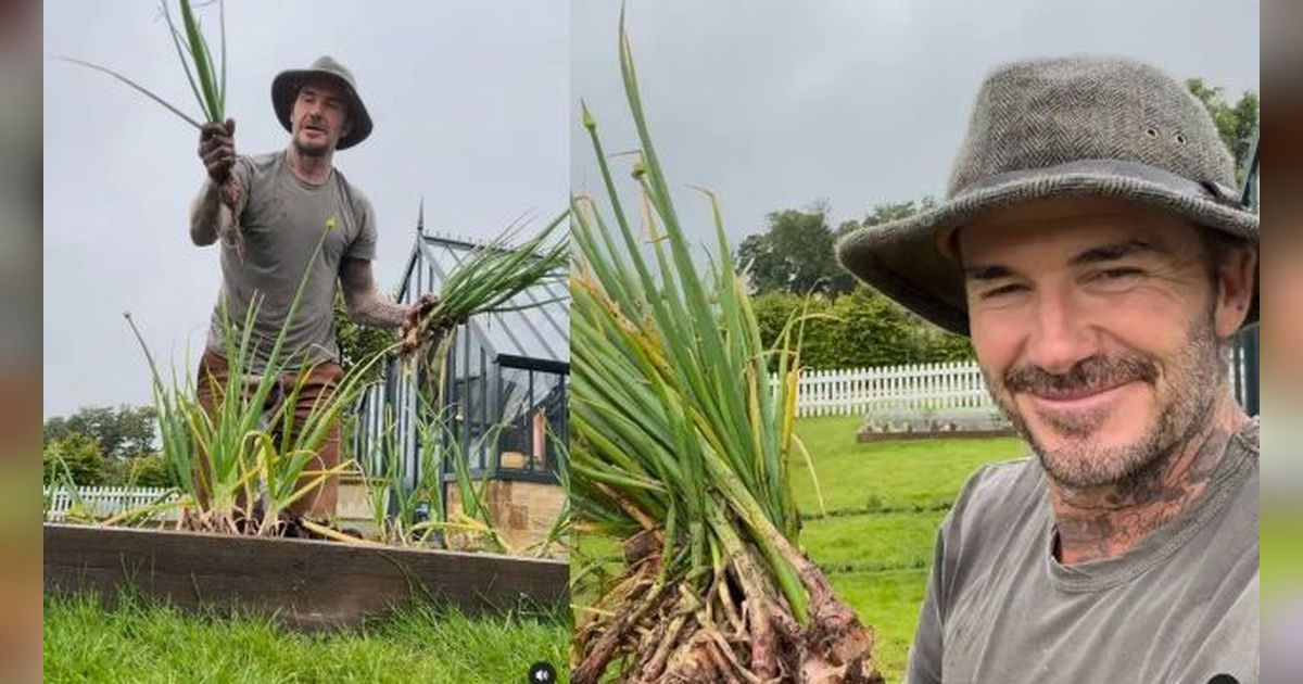 Penampilan David Beckham saat Berkebun, Panen Daun Bawang Buat Victoria