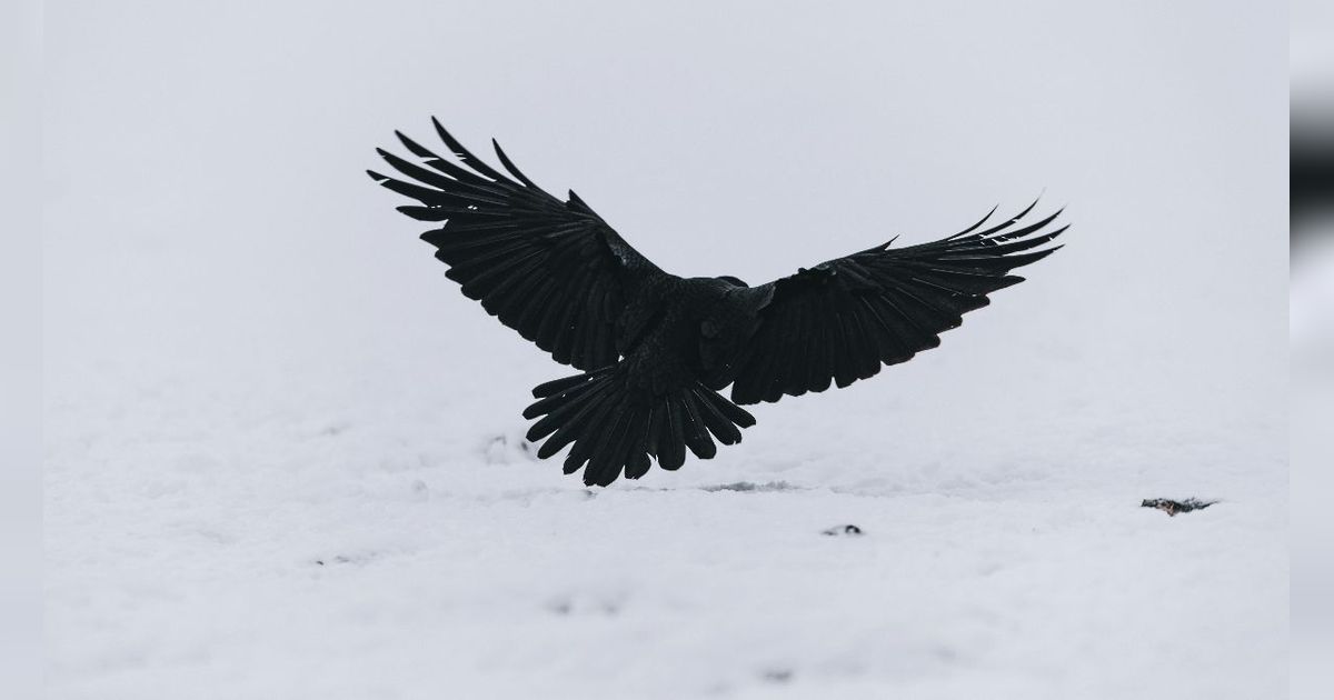 Fakta Burung Gagak dari Jenis, Habitat, Hingga Makanannya