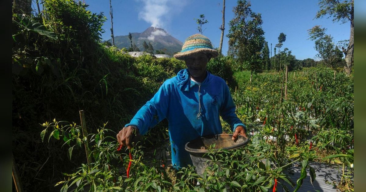 Siap-Siap Harga Cabai Bakal Naik di Pasar Karena Ini