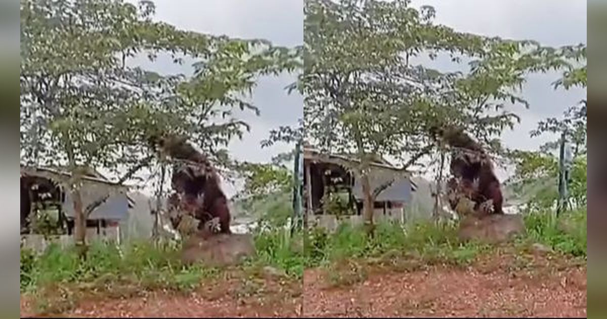 Viral Detik-detik Orang Utan ke Pemukiman Warga di Kaltim, Ukurannya Hampir Setinggi Rumah