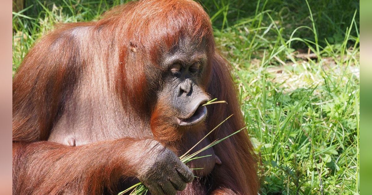 Penampakan Orang Utan Raksasa Diduga di Kaltim, Datang ke Permukiman Warga Disebut karena Hutan Digunduli