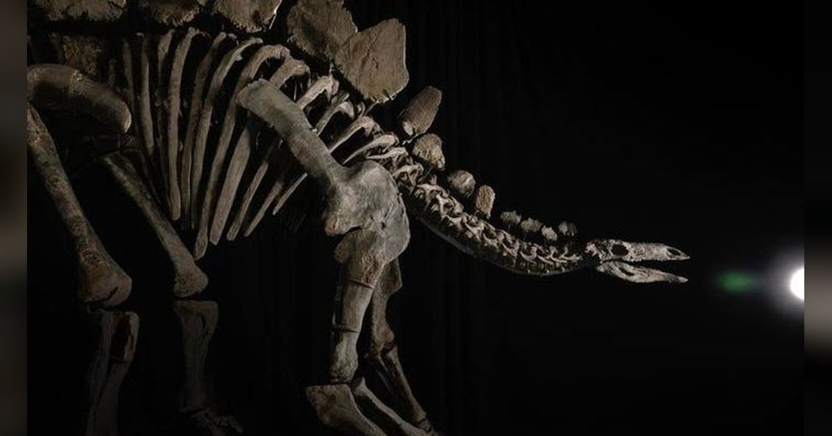 Fosil Stegosaurus Termahal di Dunia Terjual dengan Harga Rp723 Triliun