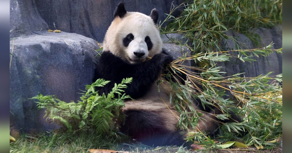 FOTO: Lucunya Dua Ekor Panda Raksasa dari China Resmi Jadi Penghuni Baru Kebun Binatang San Diego di Amerika Serikat