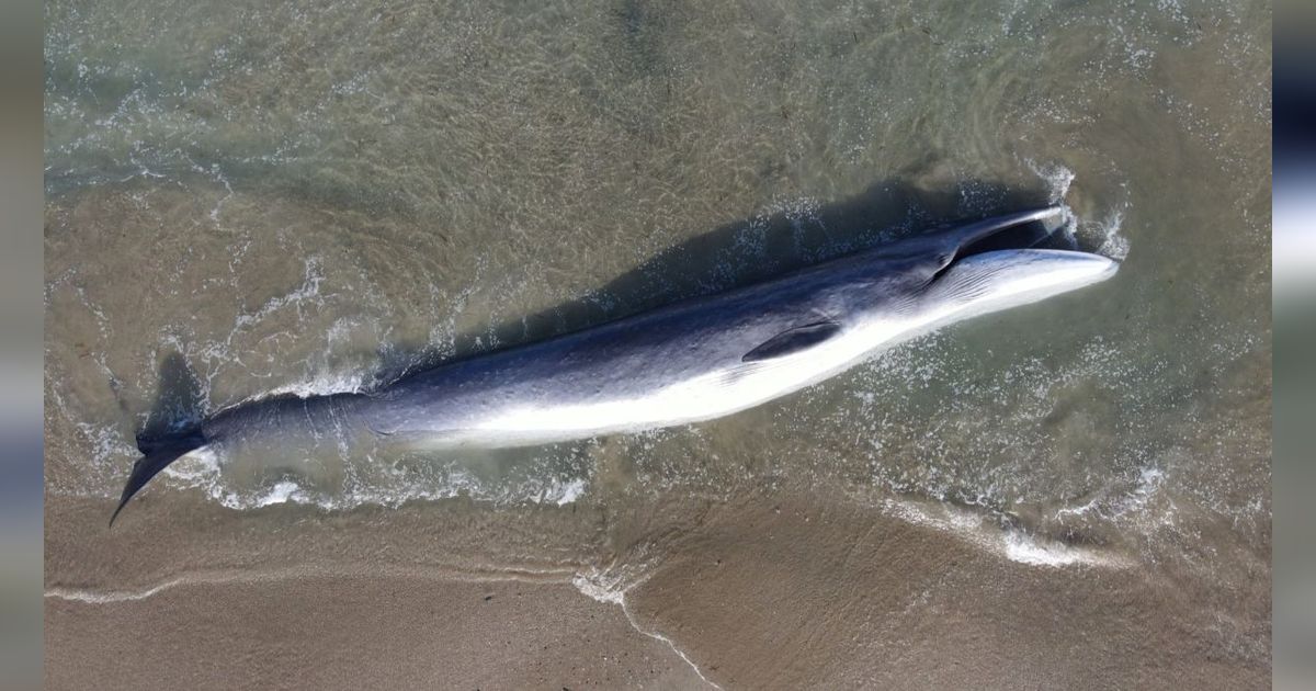 FOTO: Penampakan Paus Terbesar Kedua Dunia Mati Terdampar di California