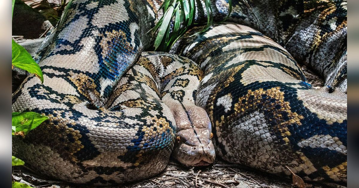 Tragis! Nenek 74 Tahun Tewas Dililit Ular Piton 4 Meter, Sempat Ditelan Sampai Pundak