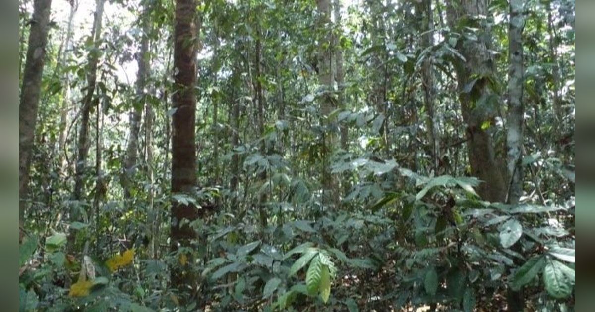 Jadi Objek Penelitian, Ini Fakta Kawasan Hutan Dengan Tujuan Khusus di Berau Kalimantan Timur